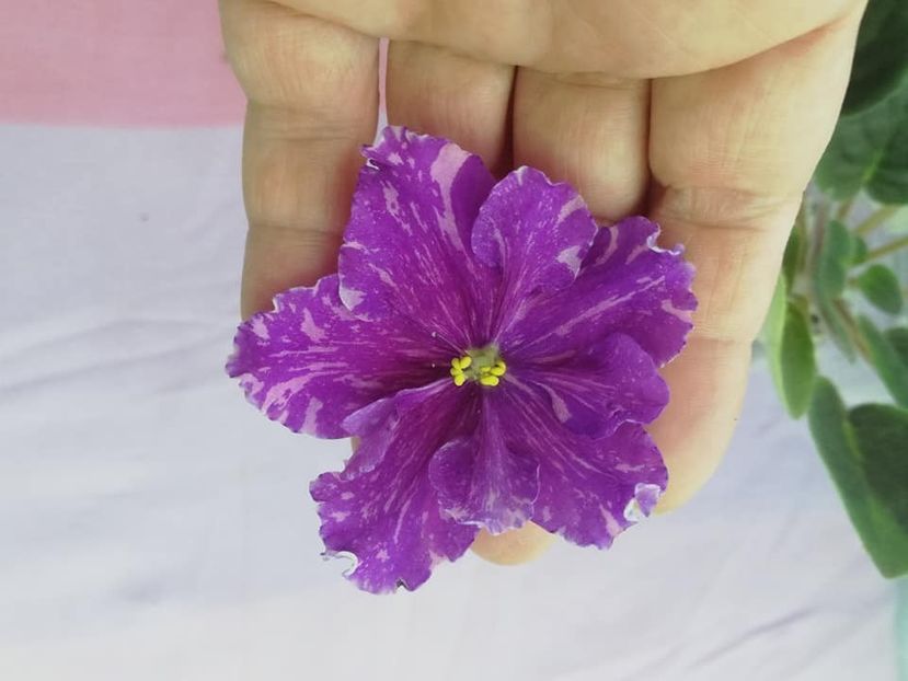 11 mai - VaT Novogodnyaya Noch