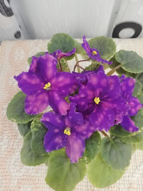 16 mar - SV Gorod Sevastopoljv