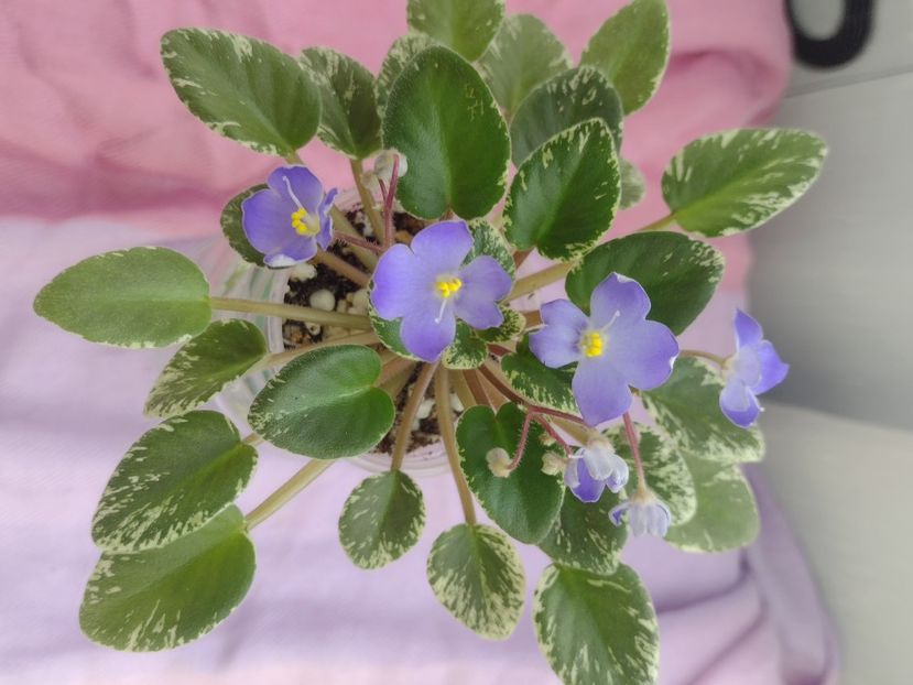 31 mar - Shirl s Blue Eyes