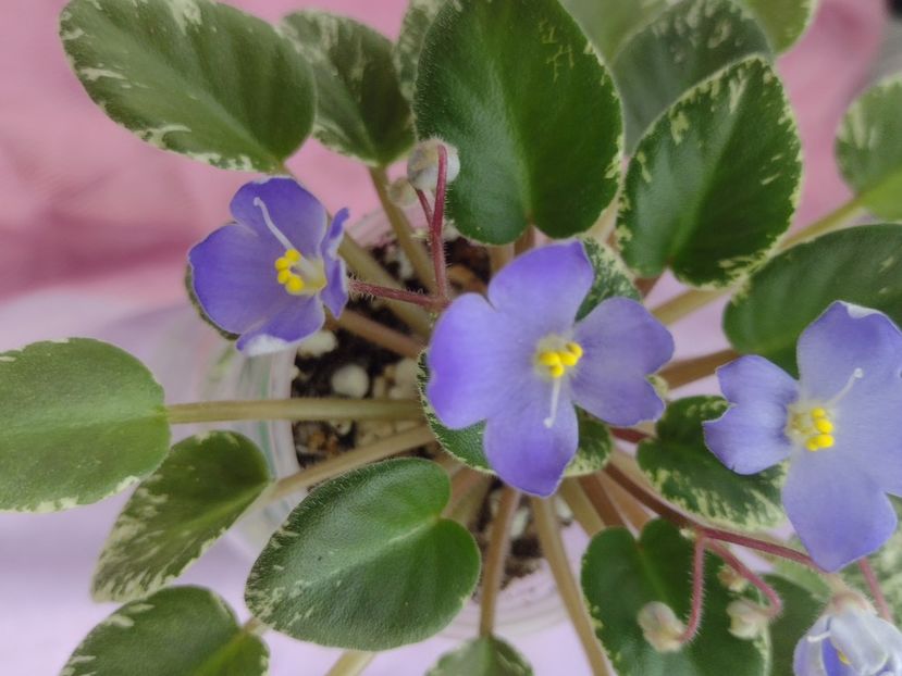 31 mar - Shirl s Blue Eyes