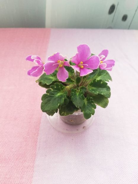 19 apr - Vi Lac Rose