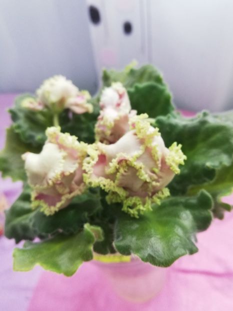 7 apr - LE Parnasskaja Roza