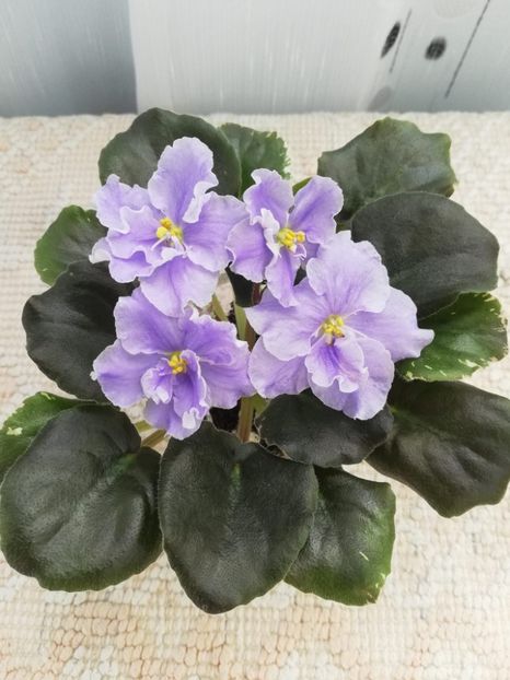 30 mai - ZZ DEO Snowy Evening