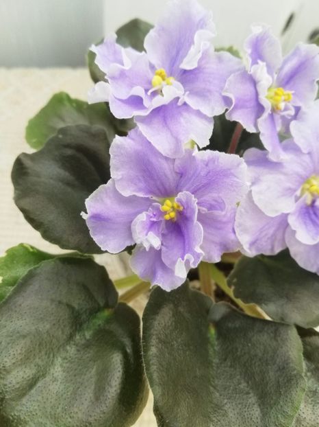 30 mai - ZZ DEO Snowy Evening