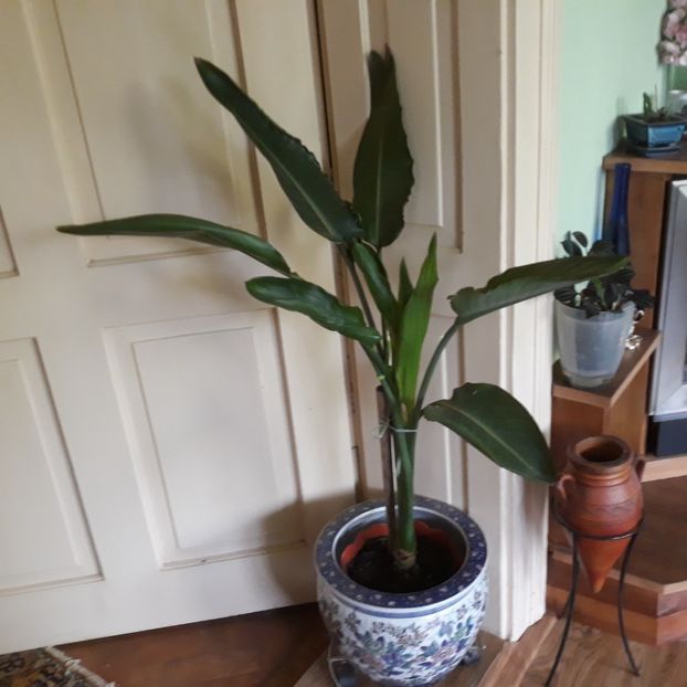 Iunie 2023 . Șase ani. - STRELITZIA REGINAE