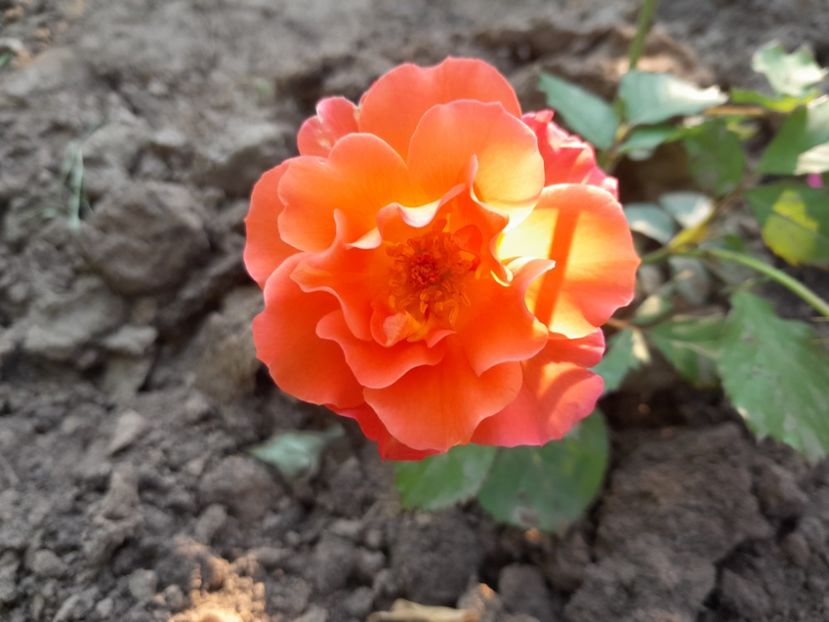 ? - Primul bobocel și prima floricică mult așteptată