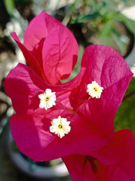  - dragostea  de natura
