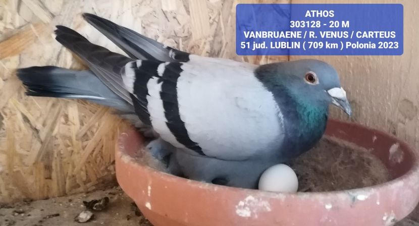  - LUBLIN 709 KM POLONIA