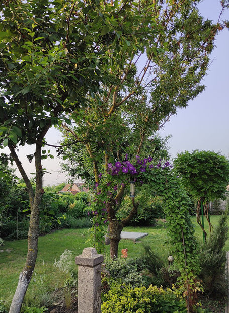 clematis "simply blue" - Gradina si terasa PrimaLuce__10-Hello 2023