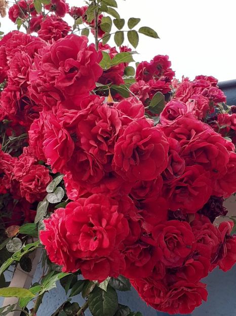  - 05 - TRANDAFIRII MEI ACHIZIȚIONAȚI IN DECURSUL ANILOR