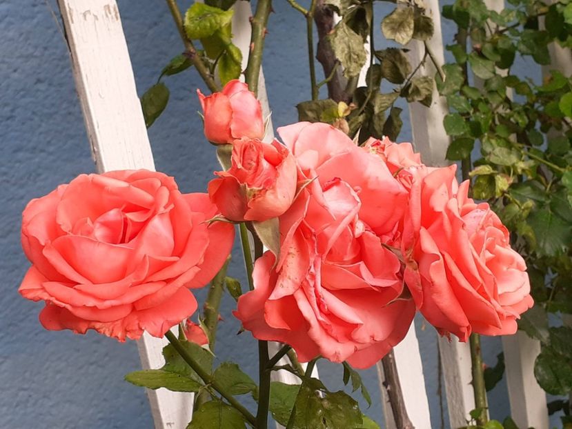  - 05 - TRANDAFIRII MEI ACHIZIȚIONAȚI IN DECURSUL ANILOR