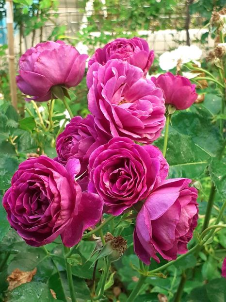  - 05 - TRANDAFIRII MEI ACHIZIȚIONAȚI IN DECURSUL ANILOR