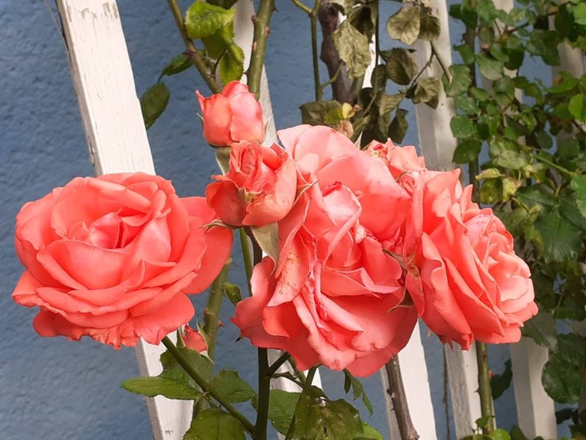  - 05 - TRANDAFIRII MEI ACHIZIȚIONAȚI IN DECURSUL ANILOR