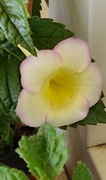 Mm's 0618 - Achimenes 2023