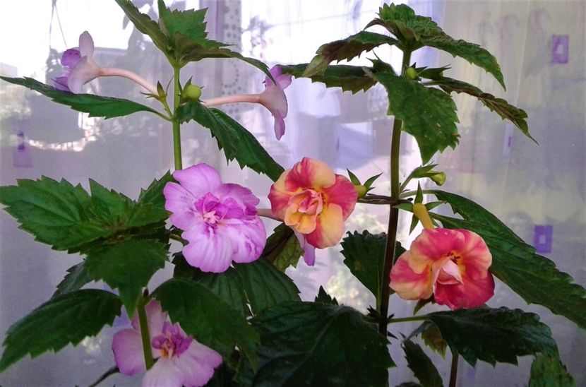 20230623_154444-1 - 000014 ACHIMENES