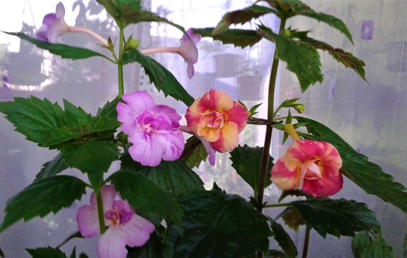  - 000014 ACHIMENES