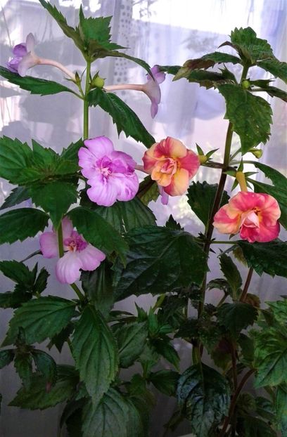 - 000014 ACHIMENES