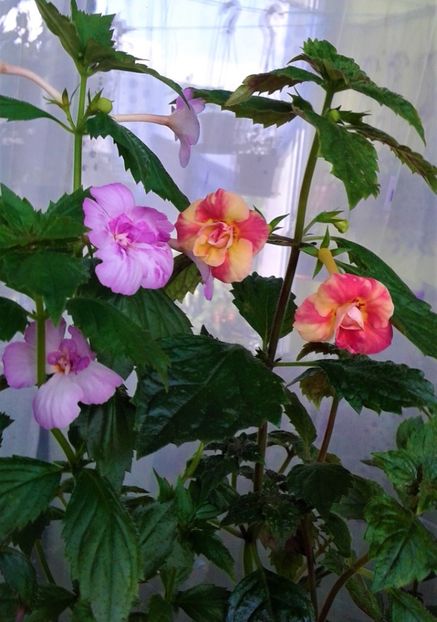  - 000014 ACHIMENES