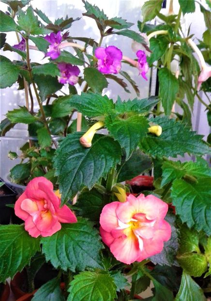  - 000014 ACHIMENES