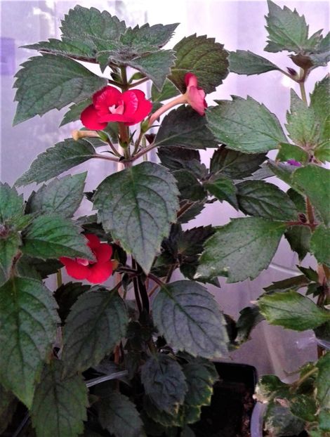  - 000014 ACHIMENES