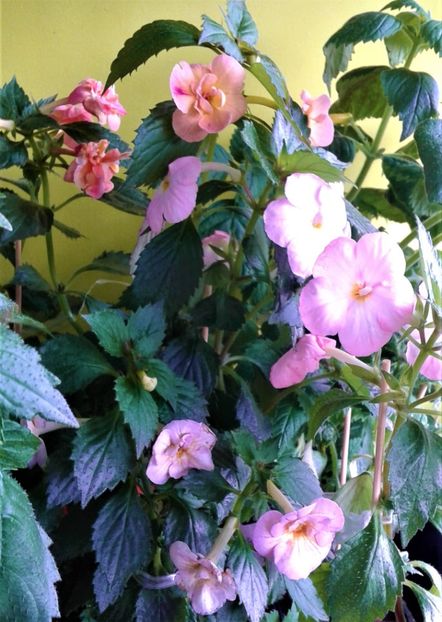  - 000014 ACHIMENES