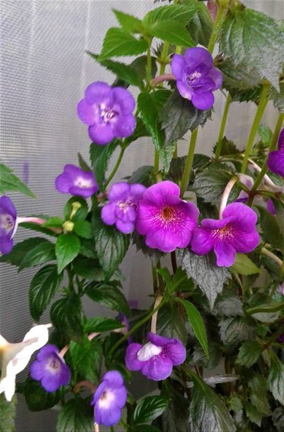  - 000014 ACHIMENES