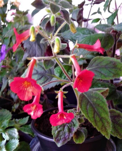  - 000014 ACHIMENES