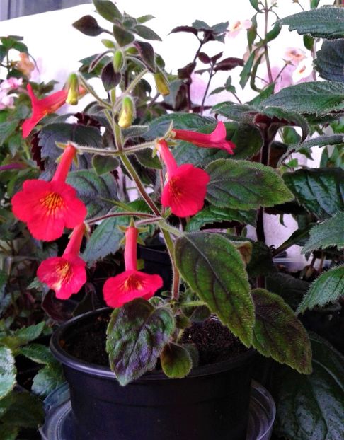 - 000014 ACHIMENES