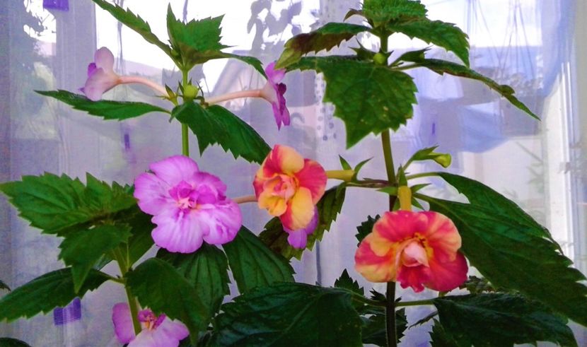  - 000014 ACHIMENES