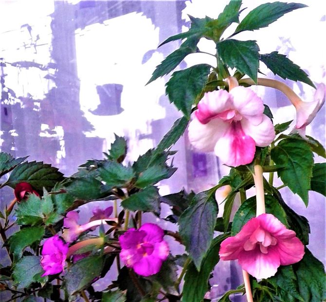  - 000014 ACHIMENES