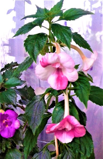  - 000014 ACHIMENES