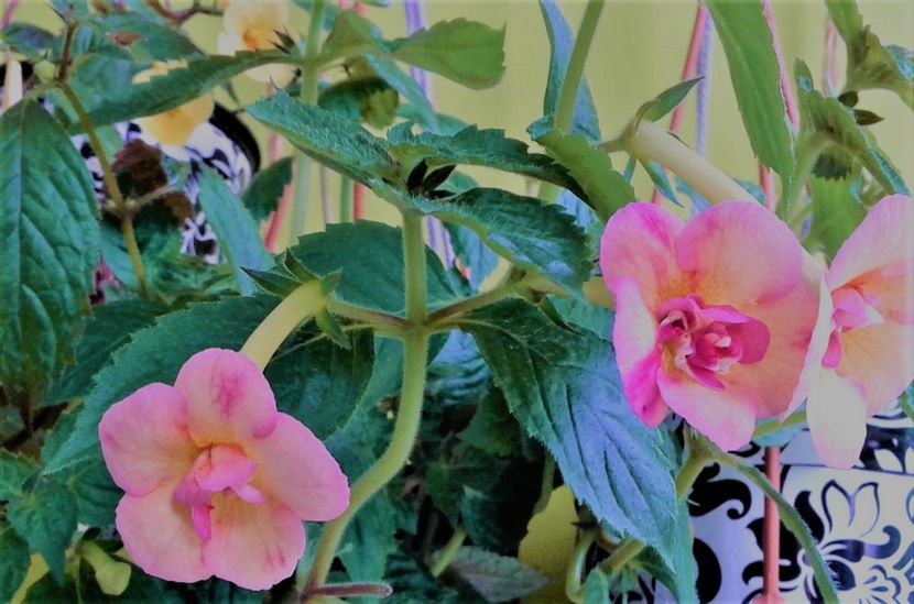  - 000014 ACHIMENES