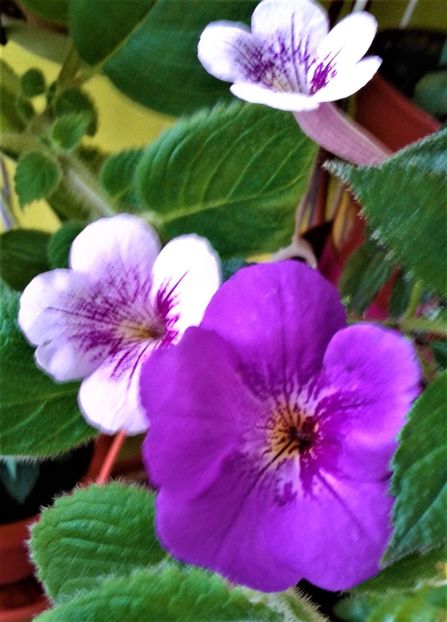  - 000014 ACHIMENES