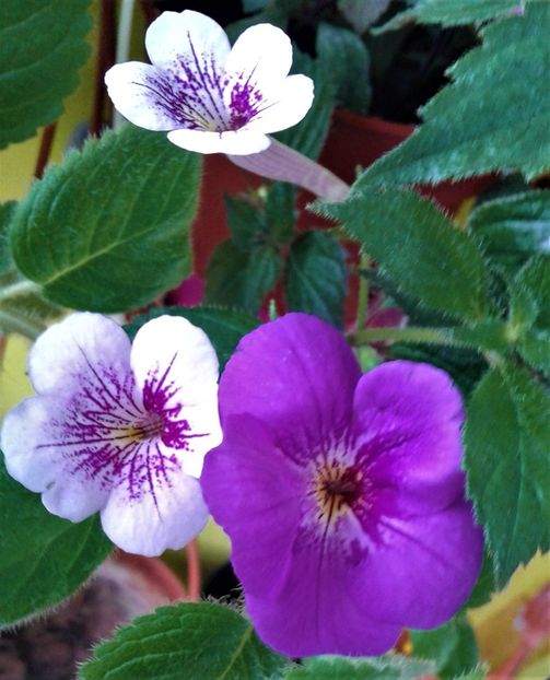  - 000014 ACHIMENES