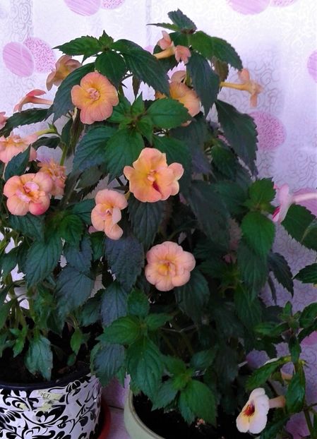  - 000014 ACHIMENES