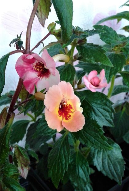  - 000014 ACHIMENES