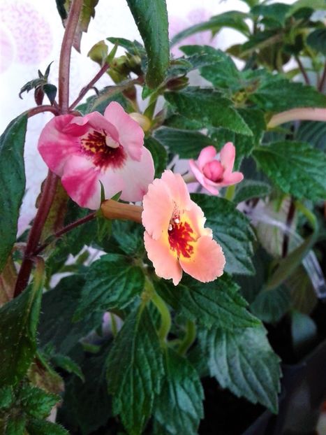  - 000014 ACHIMENES