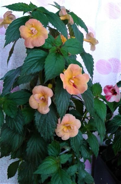  - 000014 ACHIMENES