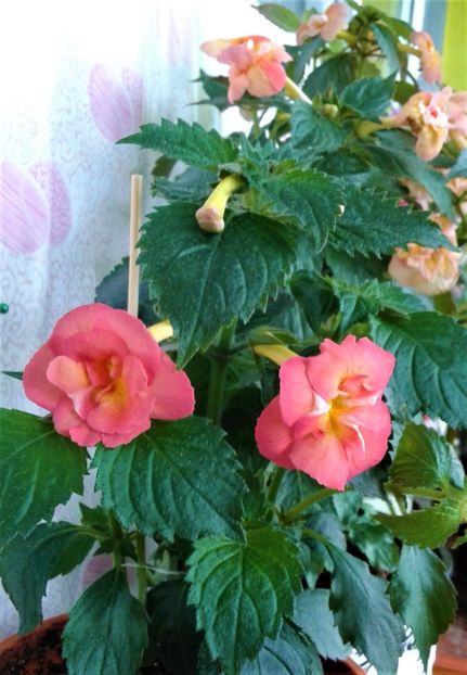  - 000014 ACHIMENES
