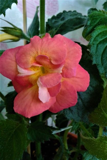  - 000014 ACHIMENES