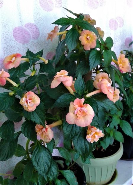  - 000014 ACHIMENES