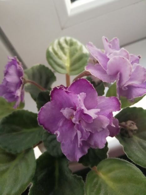  - Ultra Violet Nebula