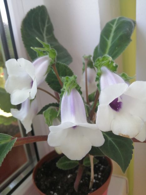  - Siningia Pedra Lisa