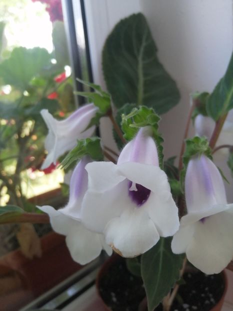  - Siningia Pedra Lisa