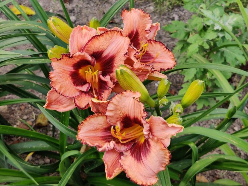 Daring dilema - Hemerocallisi