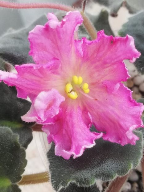 9 mar - AV Barbariska