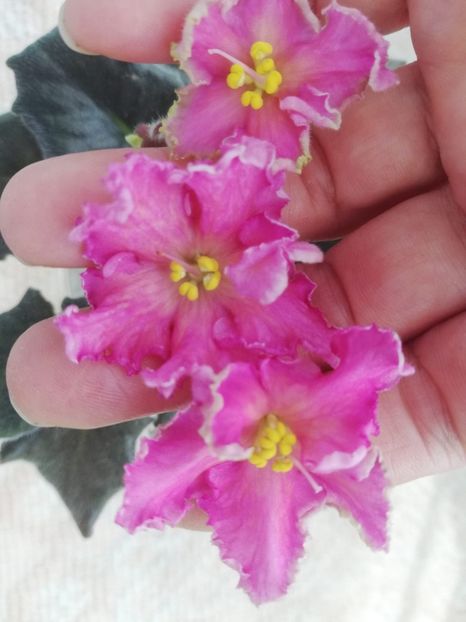 9 mar - AV Barbariska