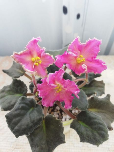 9 mar - AV Barbariska