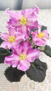 9 iun - AV Barbariska