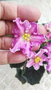 9 iun - AV Barbariska